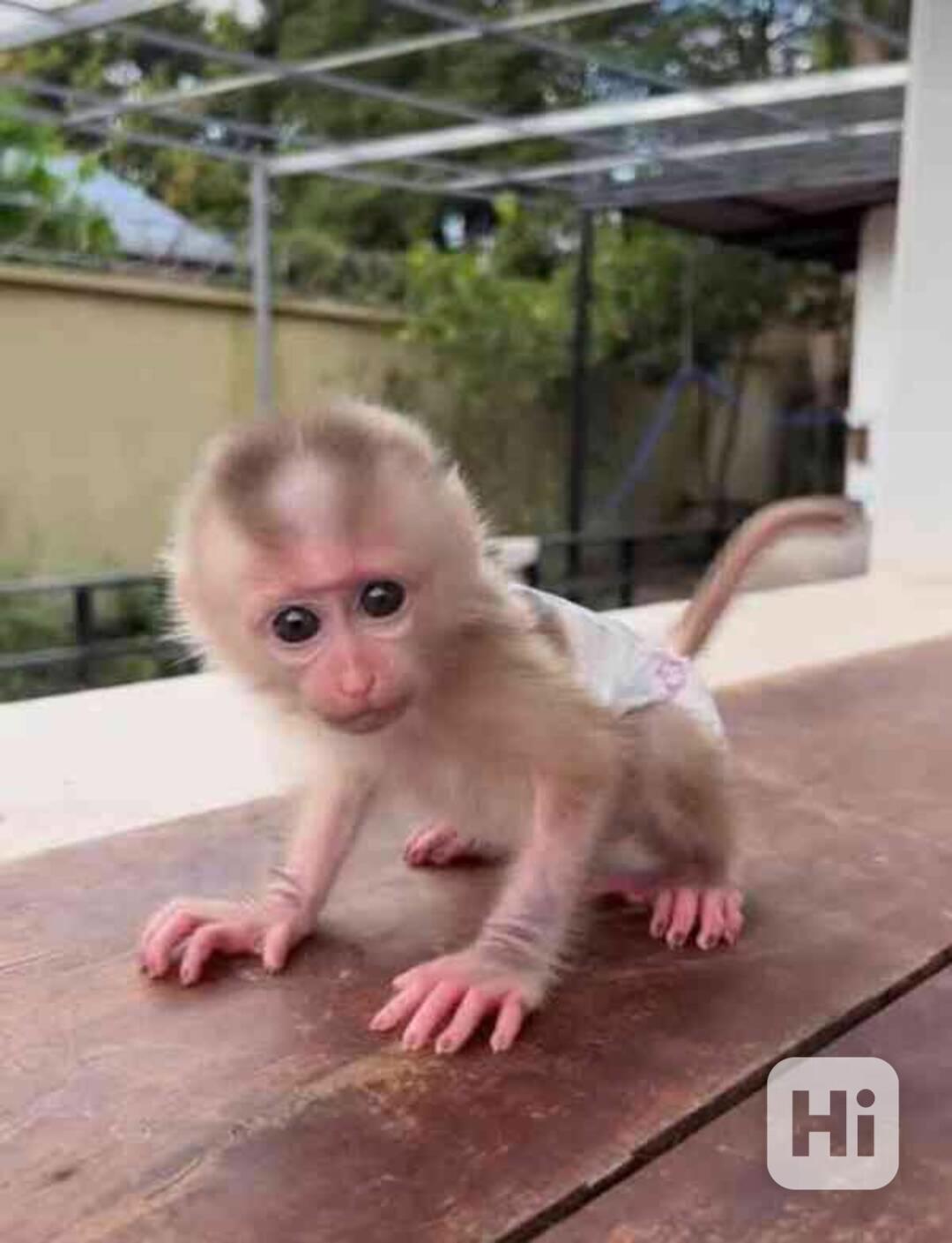 S manželem rozdáváme naše rozkošná miminka kapucínek k adopc - foto 1