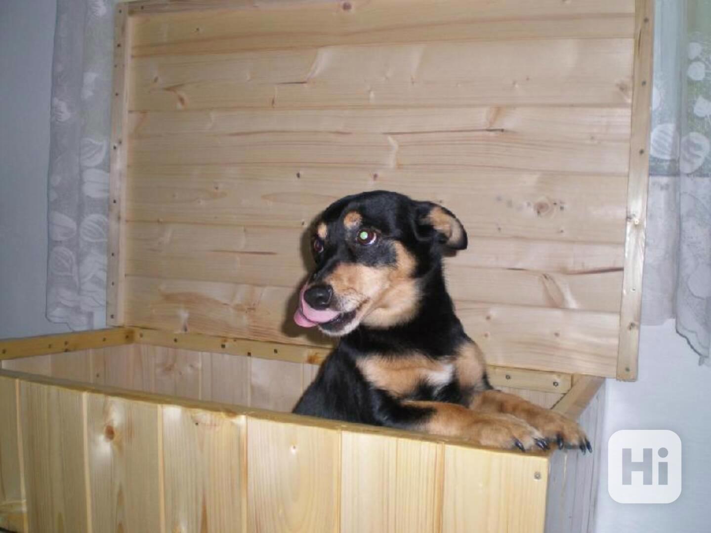 koupim psa - foto 1