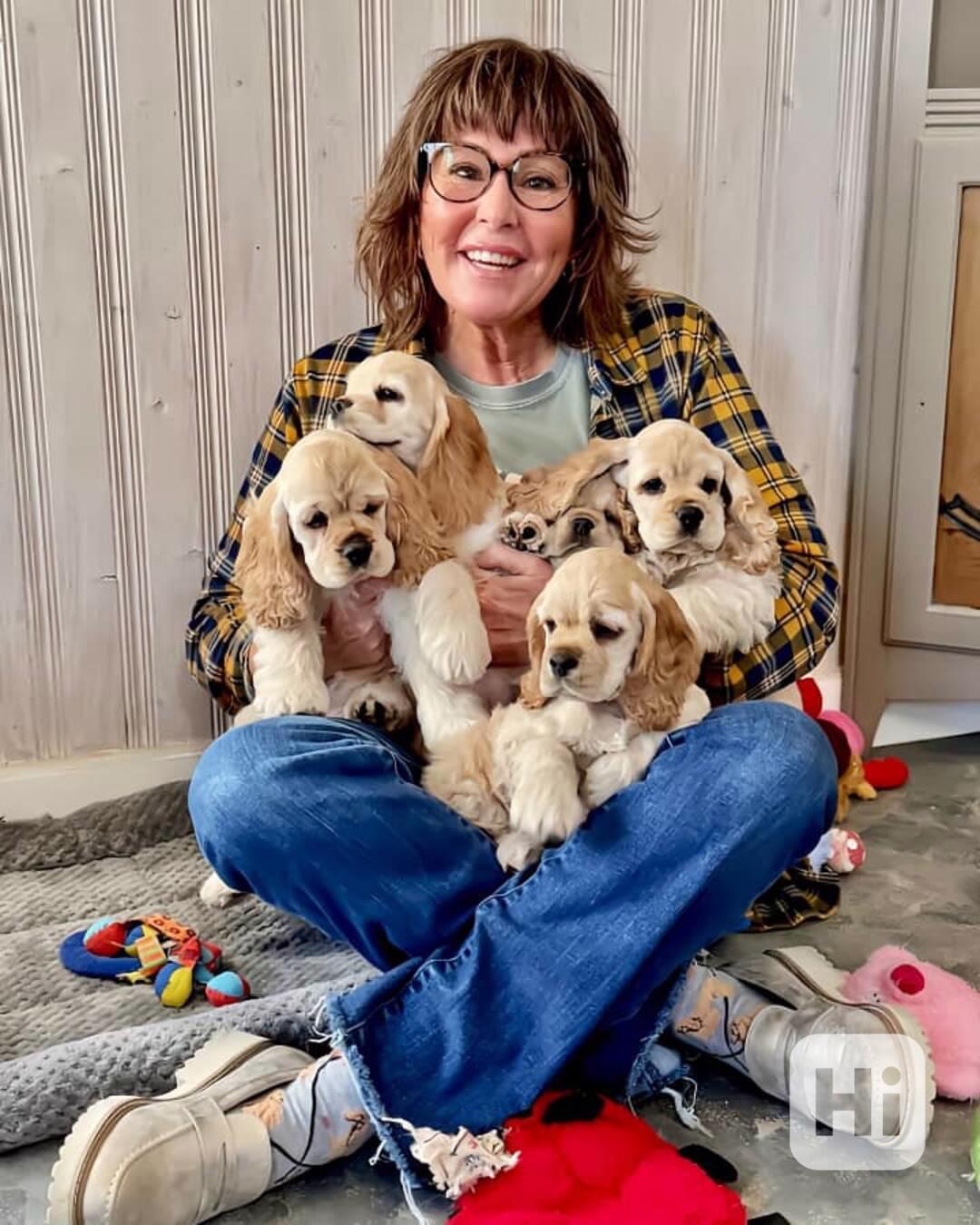 🐾 Štěňata kokršpaněla na prodej 🐾 - foto 1