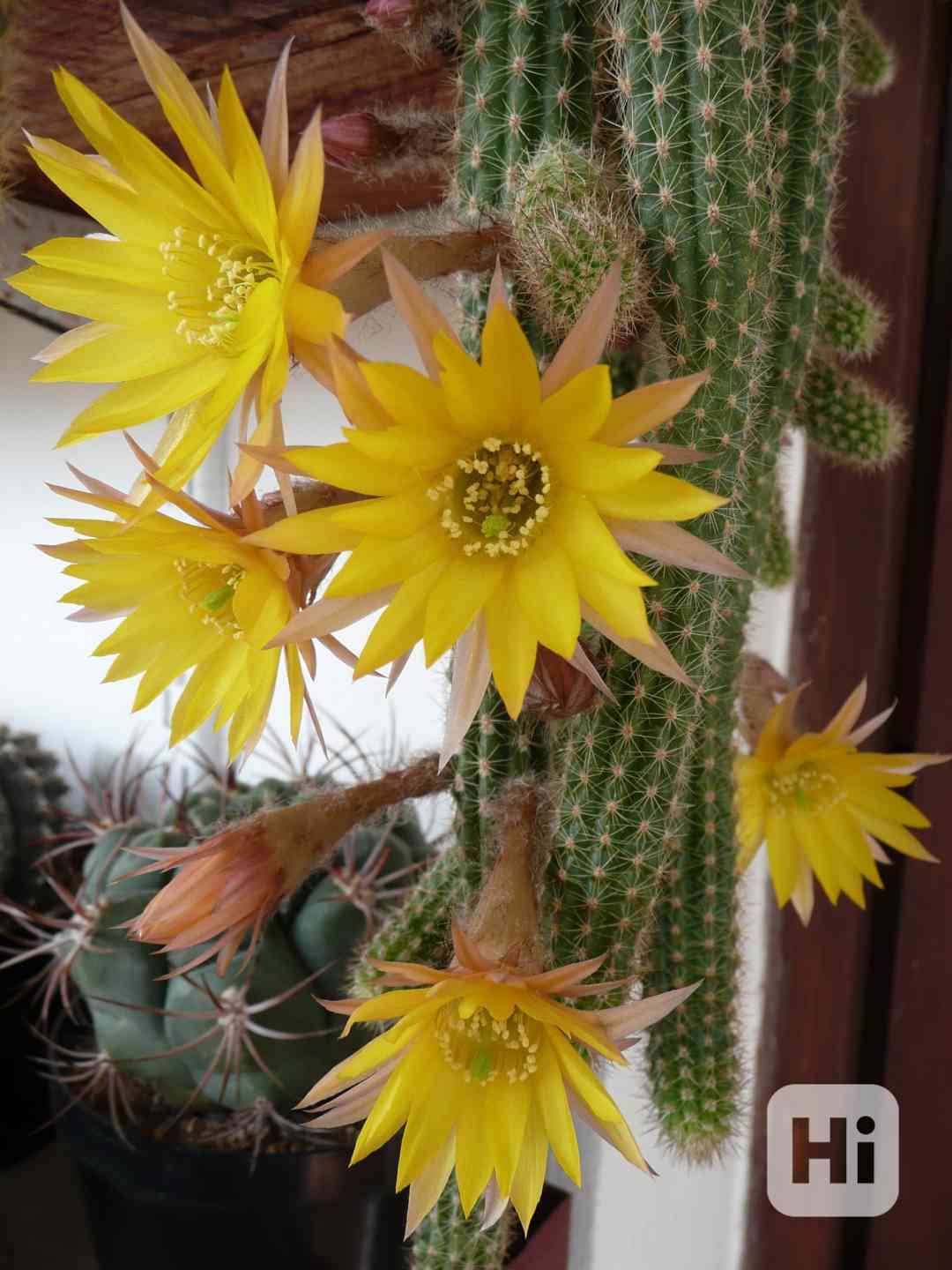 Kaktus a sukulenty - foto 1