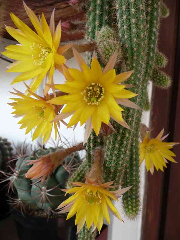 Kaktus a sukulenty - foto 1