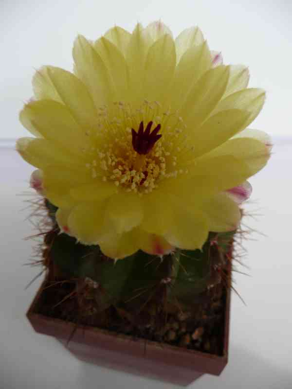 Kaktus a sukulenty - foto 6