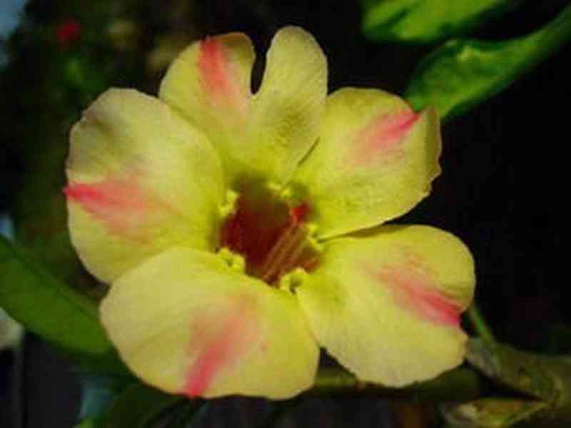 sazenice Adenium Obesum - mix barev 12-15 cm - foto 9