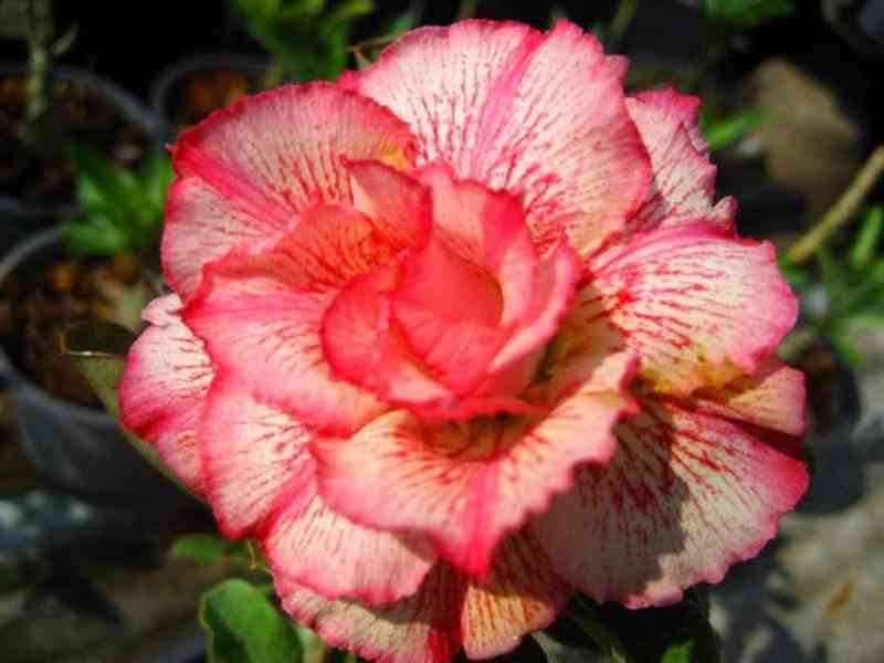 sazenice Adenium Obesum - mix barev 12-15 cm - foto 6