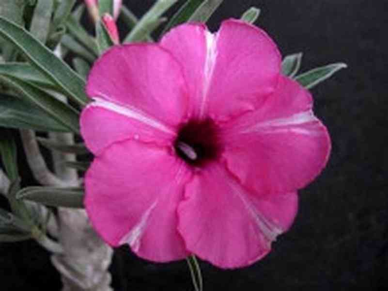 sazenice Adenium Obesum - mix barev 12-15 cm - foto 4