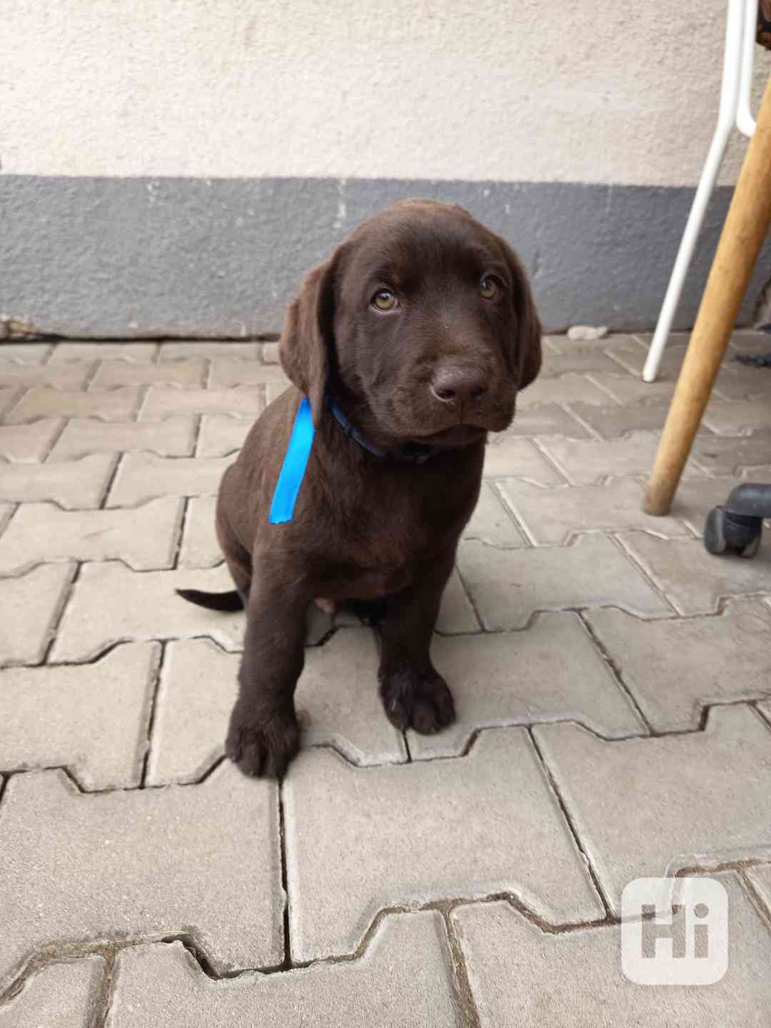 Labradorský retrívr bez PP - foto 1