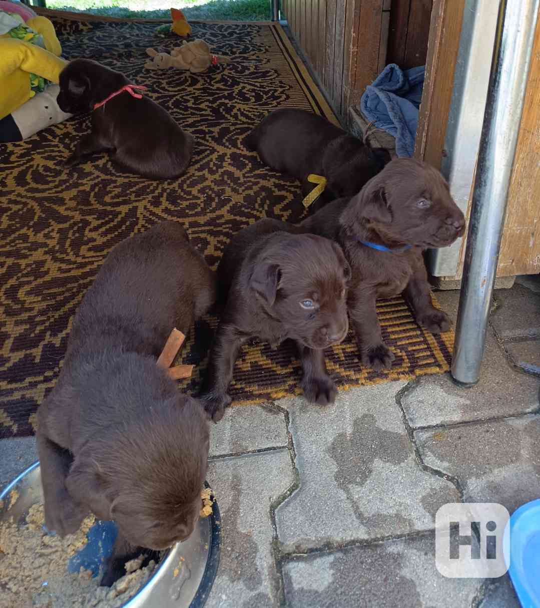 Labradorský retrívr - foto 1