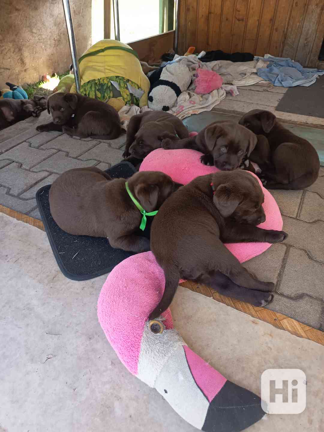 Labradorský retrívr - foto 1