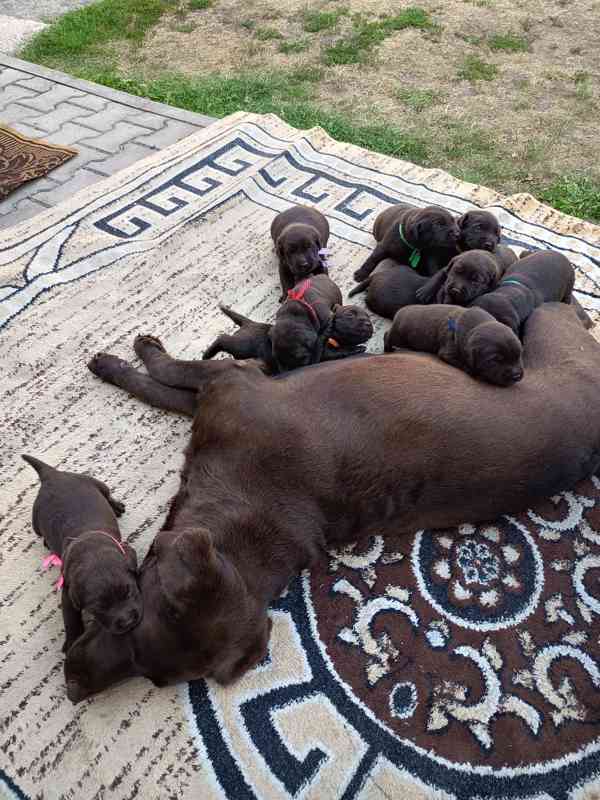 Labradorský retrívr - foto 2