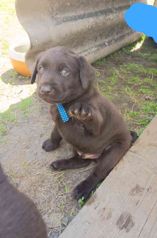 Labradorský retrívr - foto 4