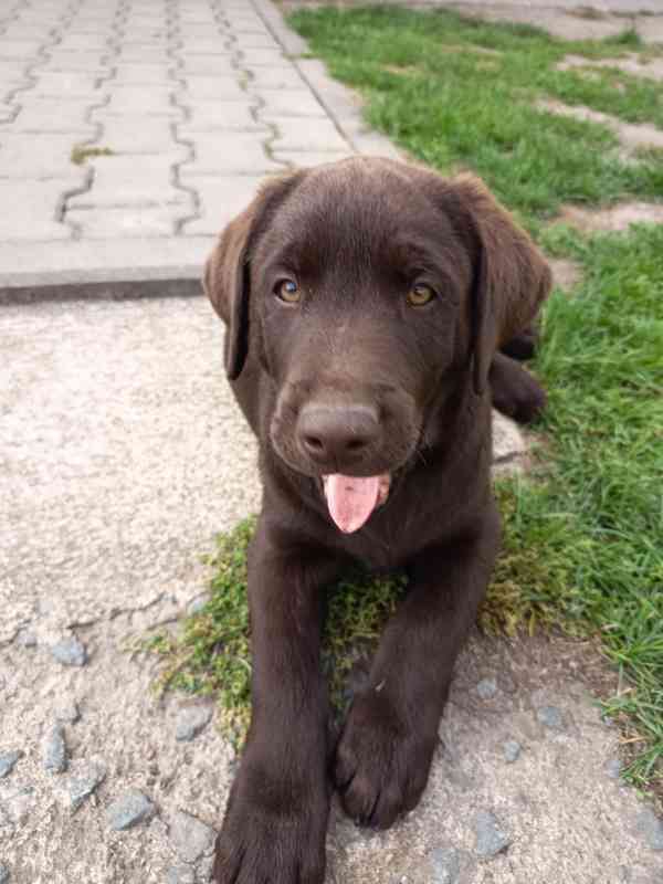 Labradorský retrívr bez PP - foto 1