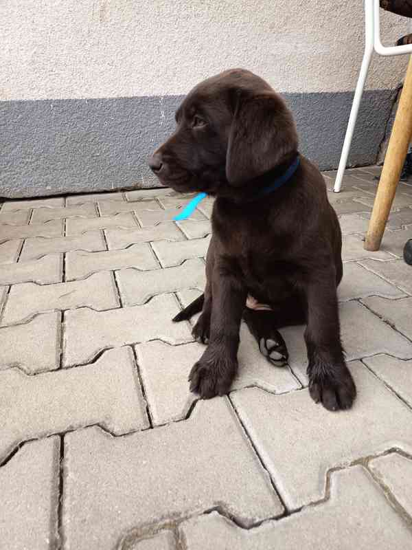 Labradorský retrívr bez PP - foto 3