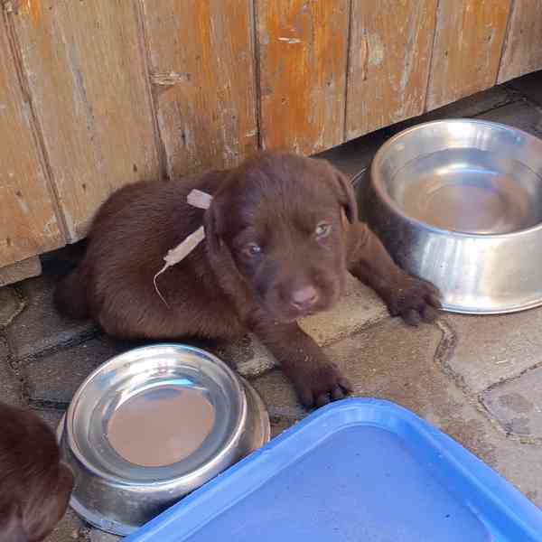 Labradorský retrívr - foto 3