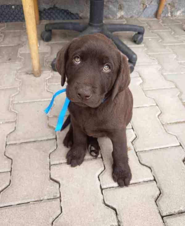 Labradorský retrívr bez PP - foto 2