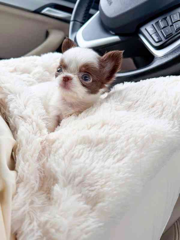 Štěňata čivavy - foto 2