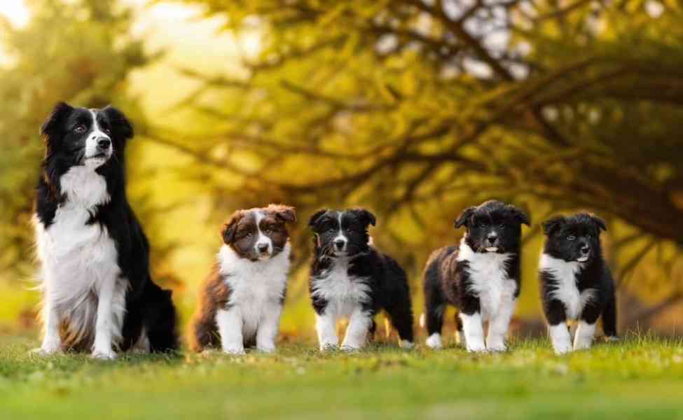 Štěňátka borderkolie  fenky s PP - foto 4