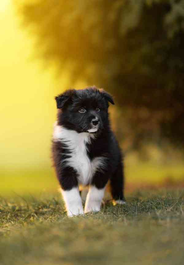 Štěňátka borderkolie  fenky s PP - foto 2