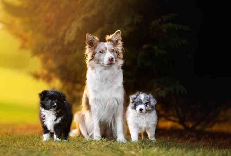 Štěňátka borderkolie  fenky s PP - foto 5