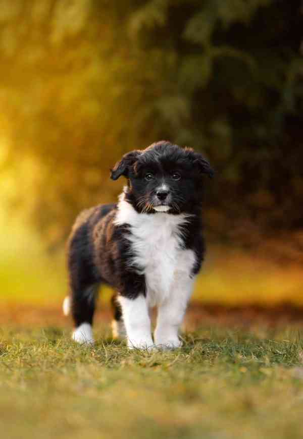 Štěňátka borderkolie  fenky s PP - foto 3