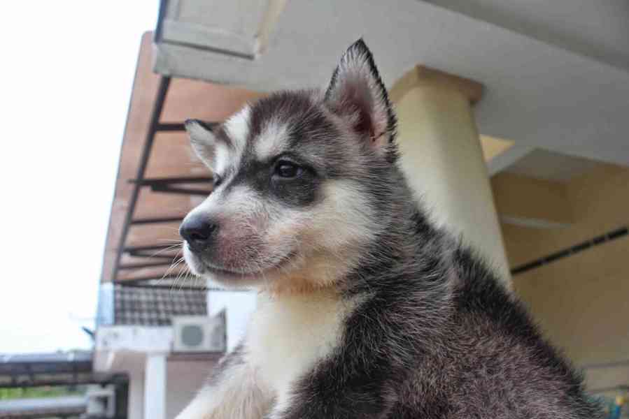 Štěně sibiřského husky, fena - foto 2
