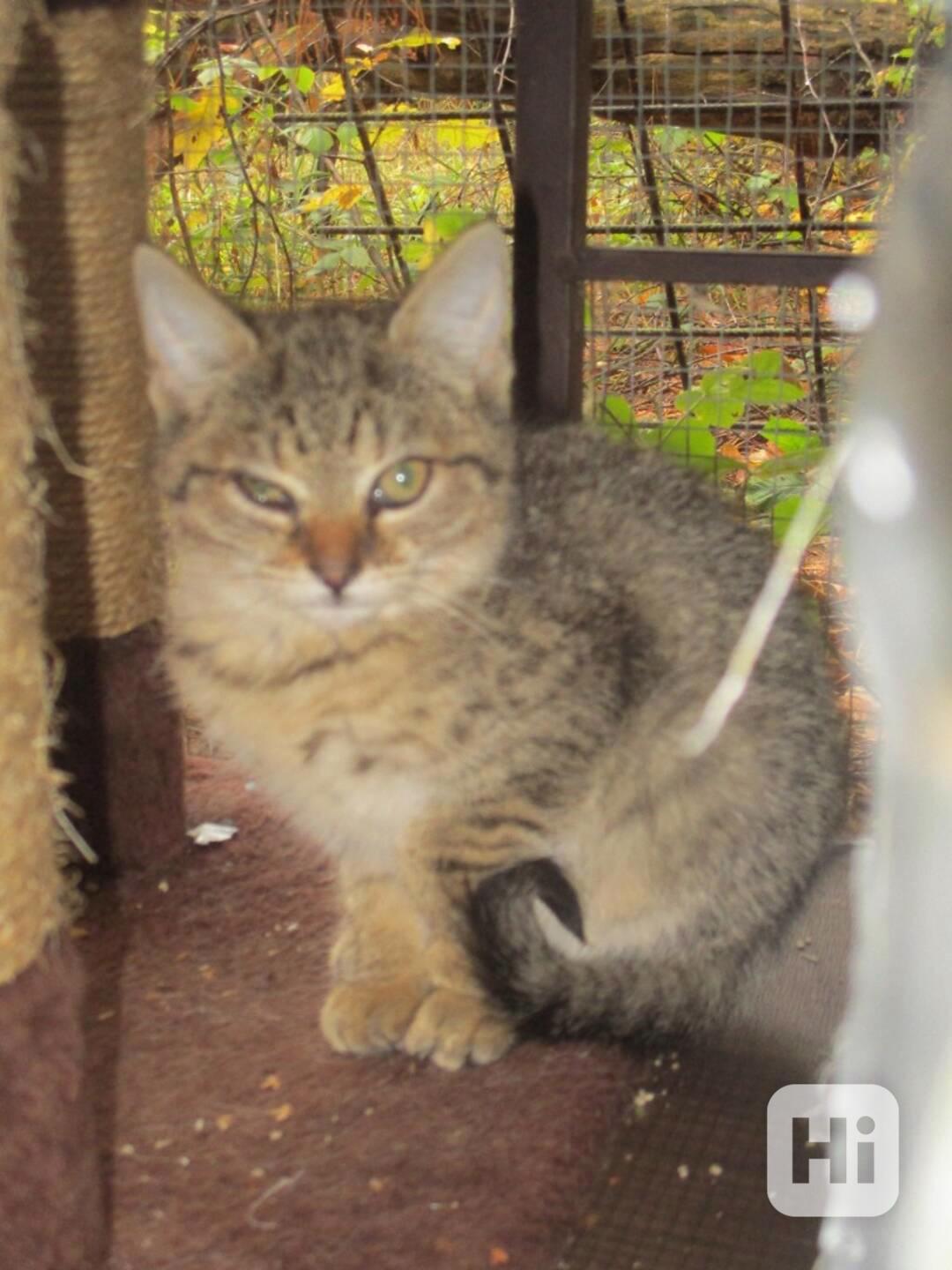 Dva drobečkové čekají na smilování - foto 1
