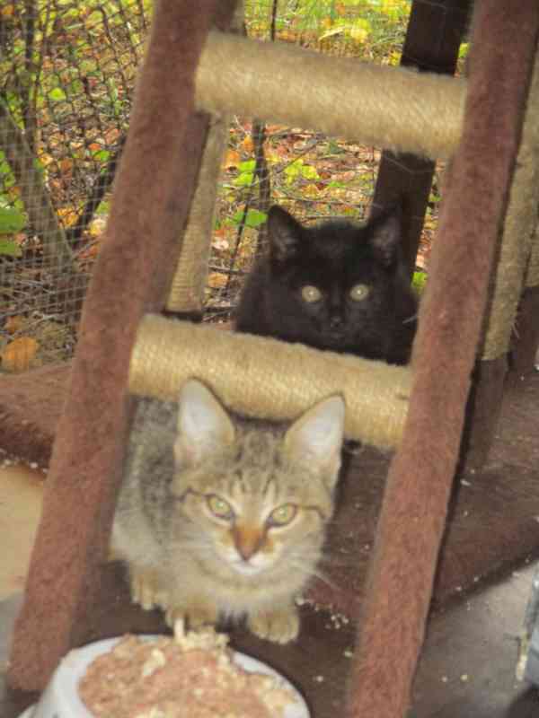 Dva drobečkové čekají na smilování - foto 3
