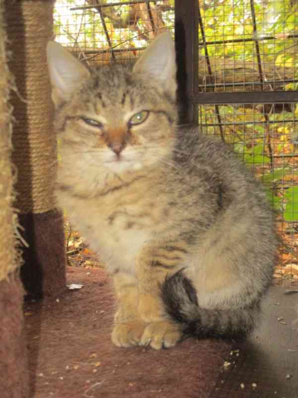 Dva drobečkové čekají na smilování - foto 2
