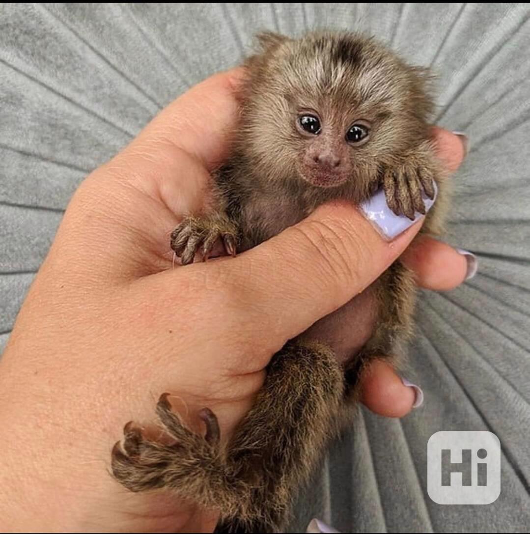 Krásná opice kosman na prodej - foto 1