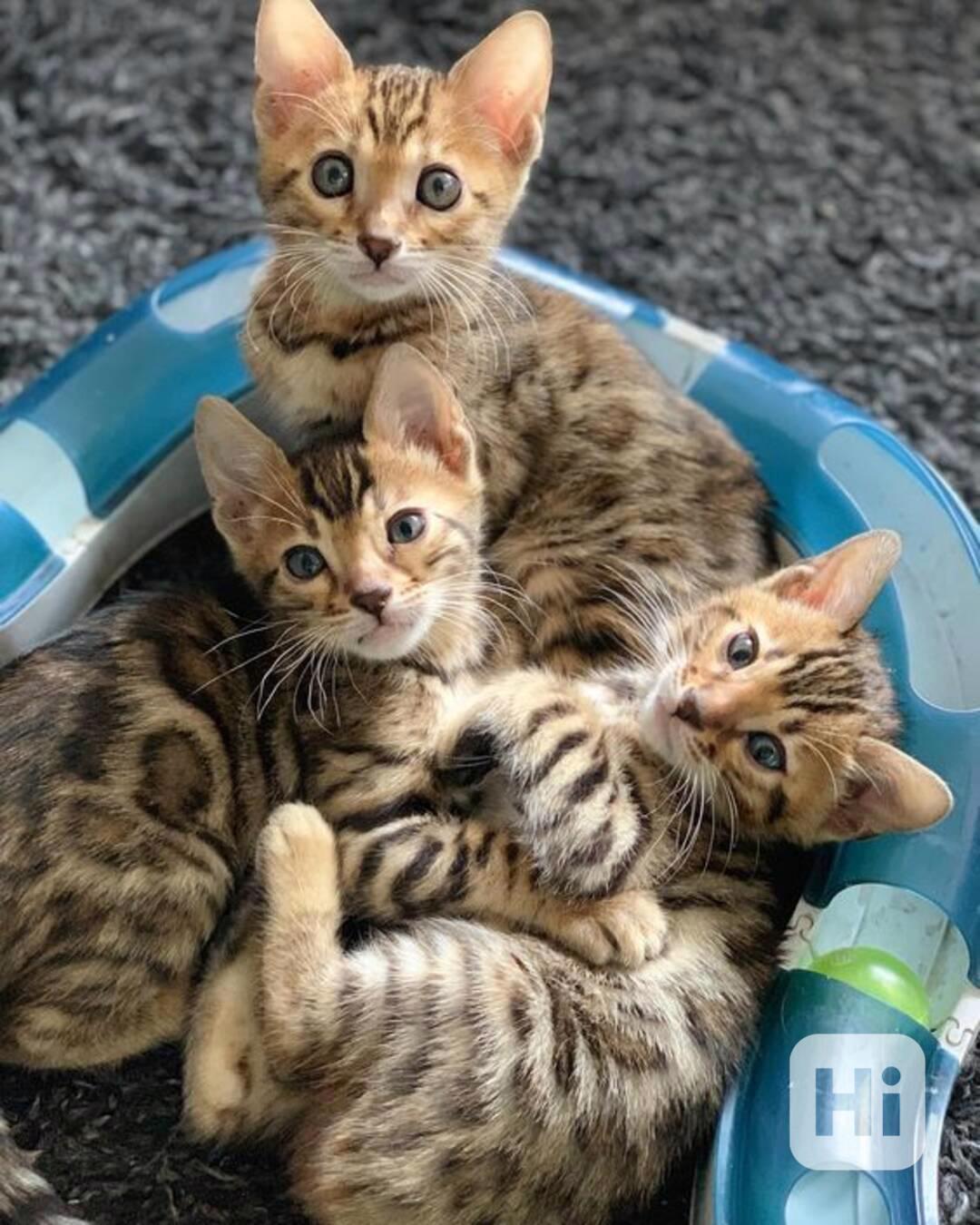 Bengálská koťata k dispozici - foto 1