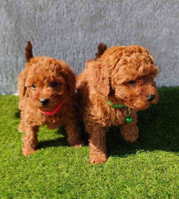 štěňátka pudl k adopci zdarma - foto 1