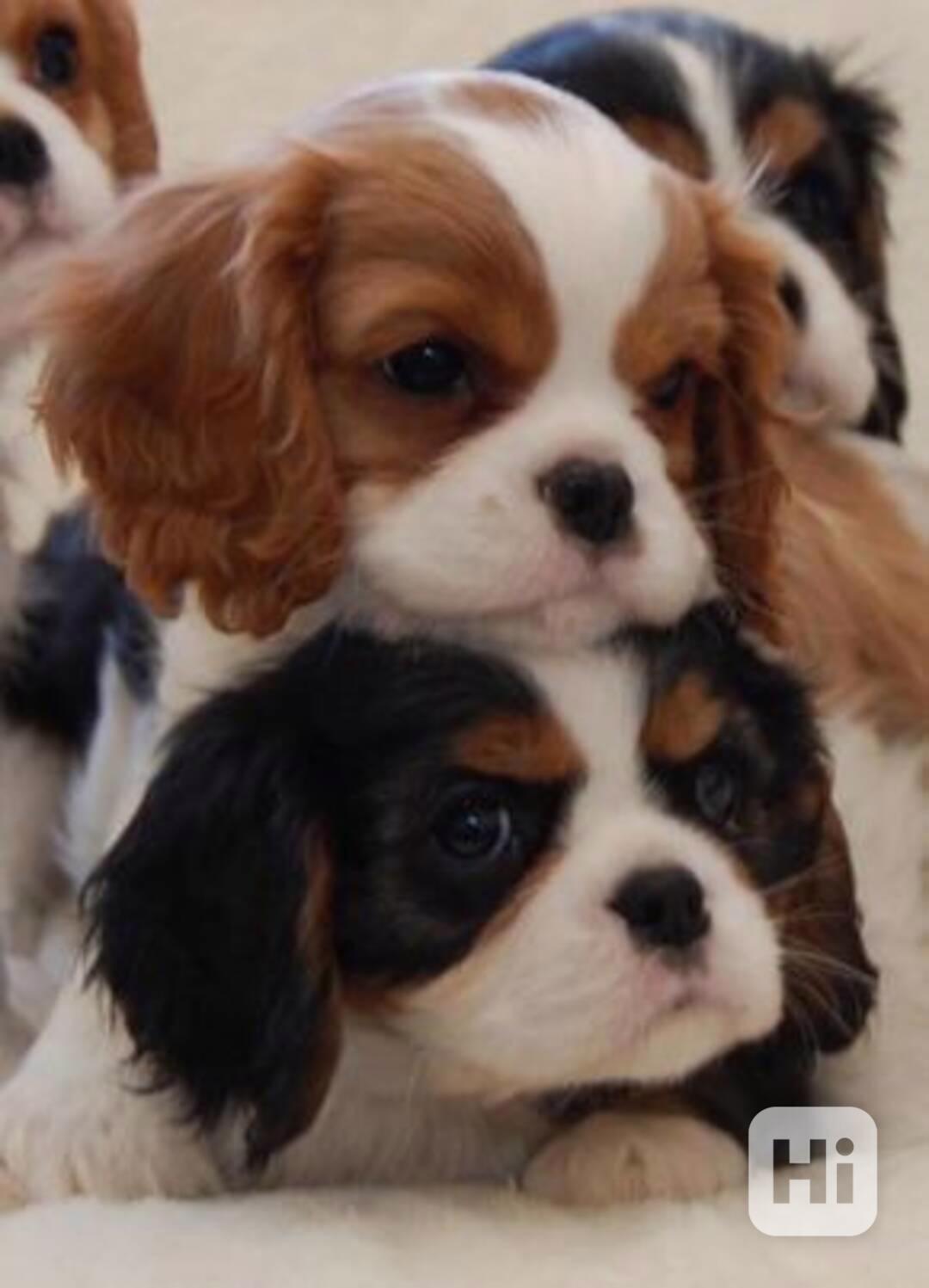 King charles španěl - štěňata - foto 1