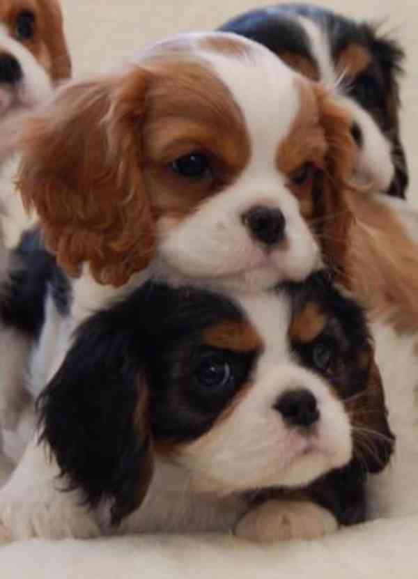 King charles španěl - štěňata - foto 1