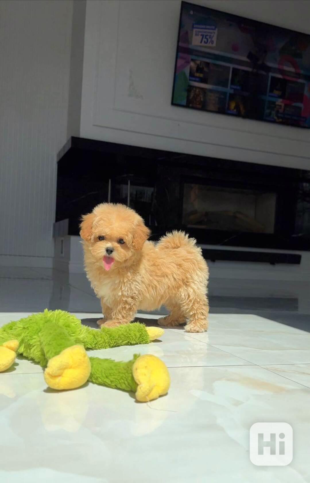 Nejroztomilejší štěňátka na prodej!!  - foto 1