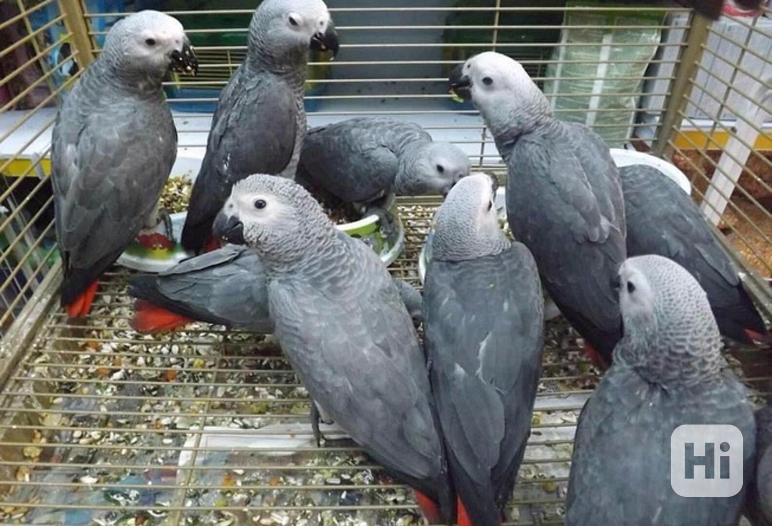 🦜🗣️ Dvojice mluvících papoušků šedých - foto 1