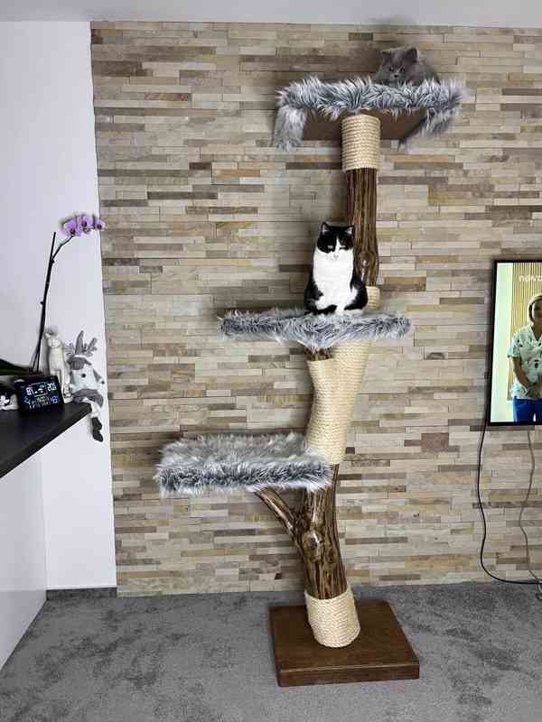 Kočičí strom vysoký - foto 1