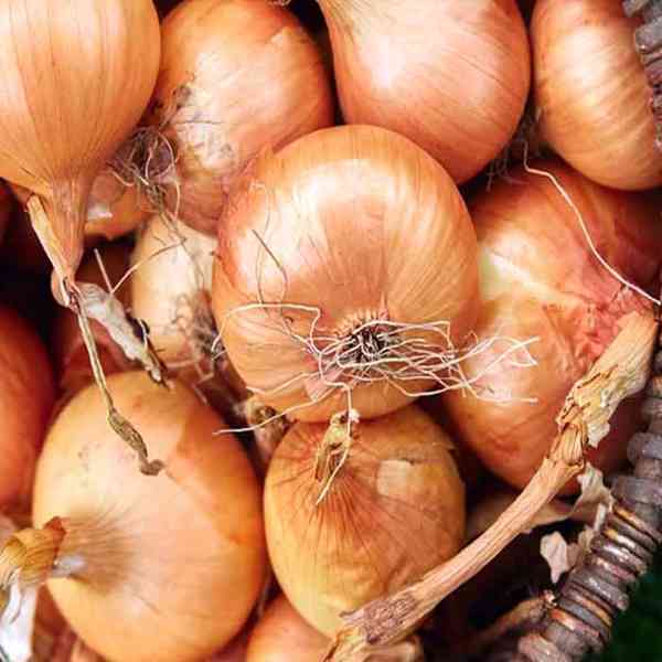 CamSeafoodWorldwide.com - foto 5