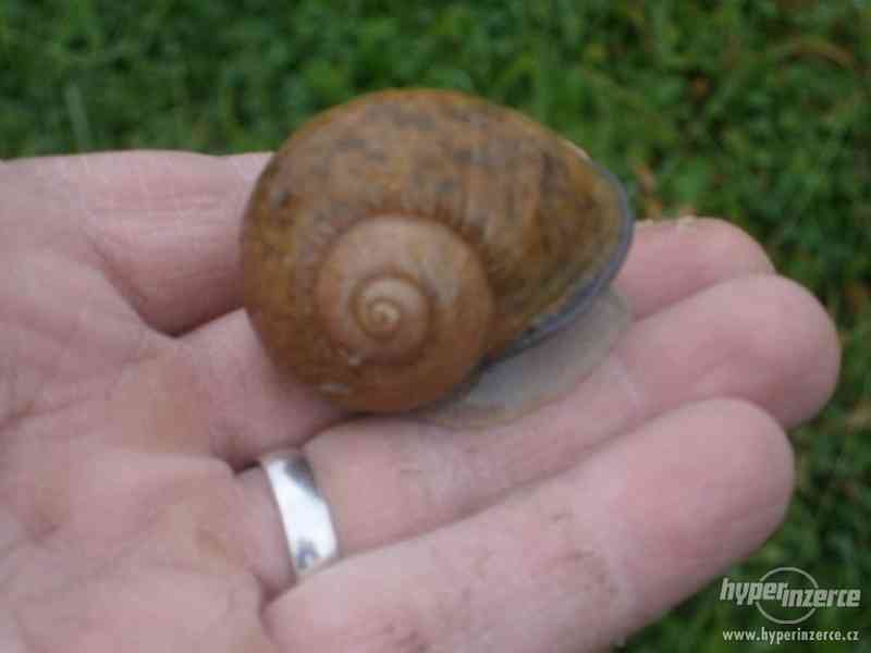 Helix aspersa maxima - bazar - Hyperinzerce.cz