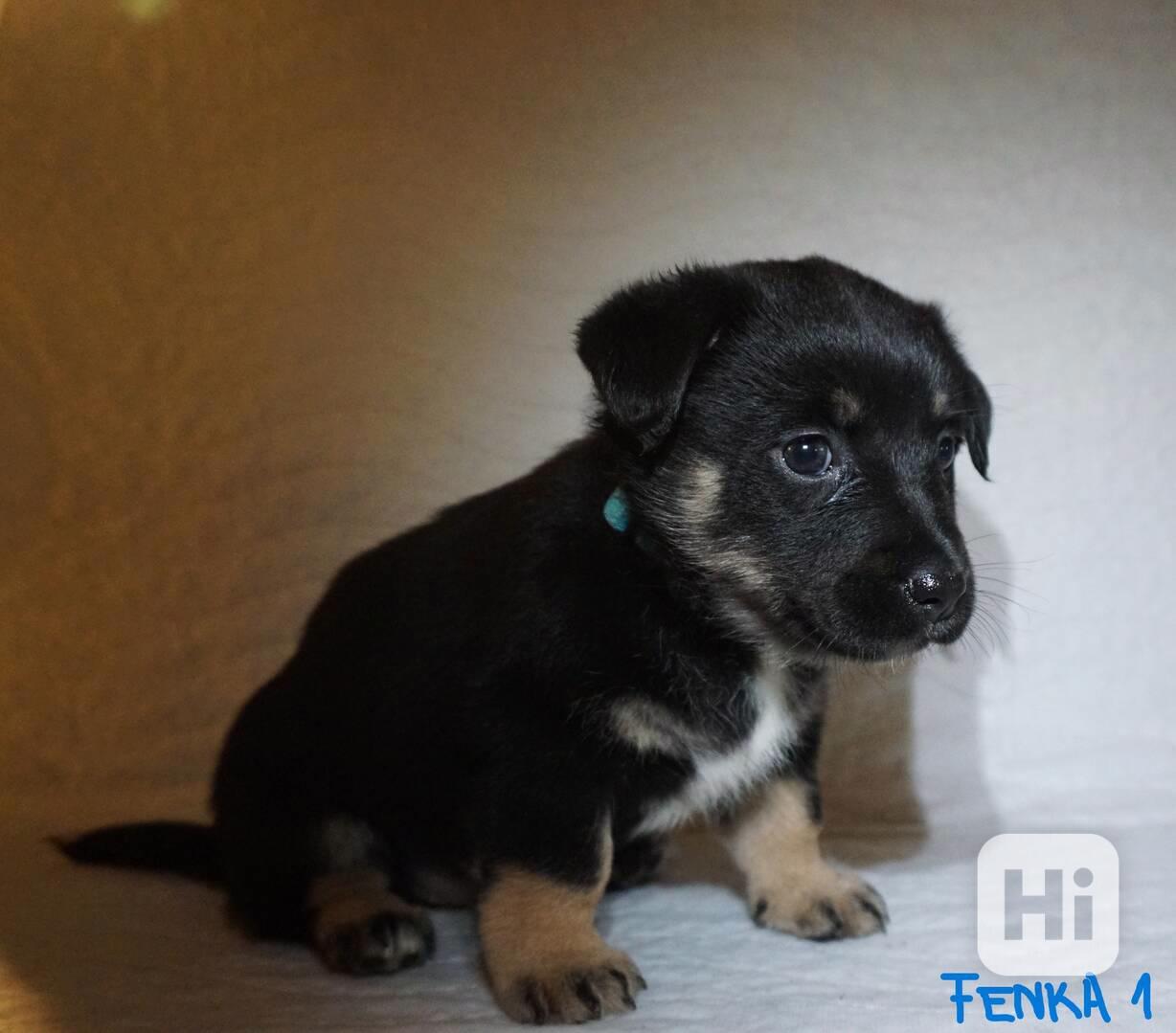 Štěňata s PP - plemene MEDI - foto 1