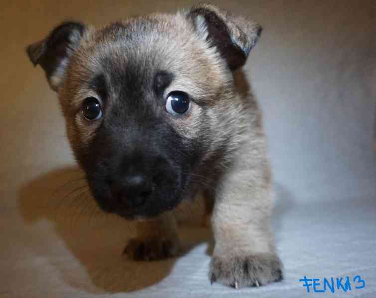 Štěňata s PP - plemene MEDI - foto 6
