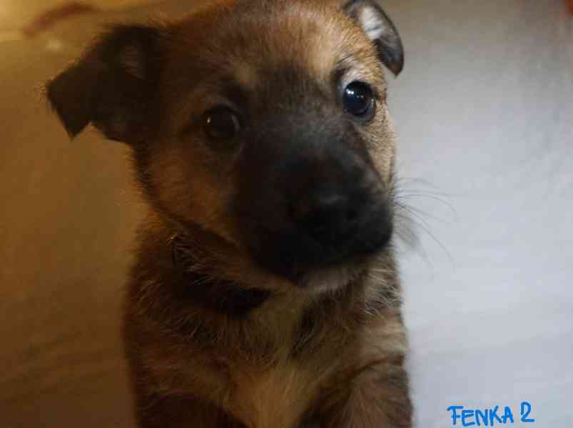 Štěňata s PP - plemene MEDI - foto 3