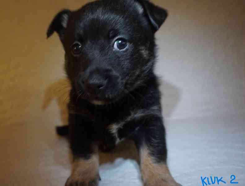 Štěňata s PP - plemene MEDI - foto 9