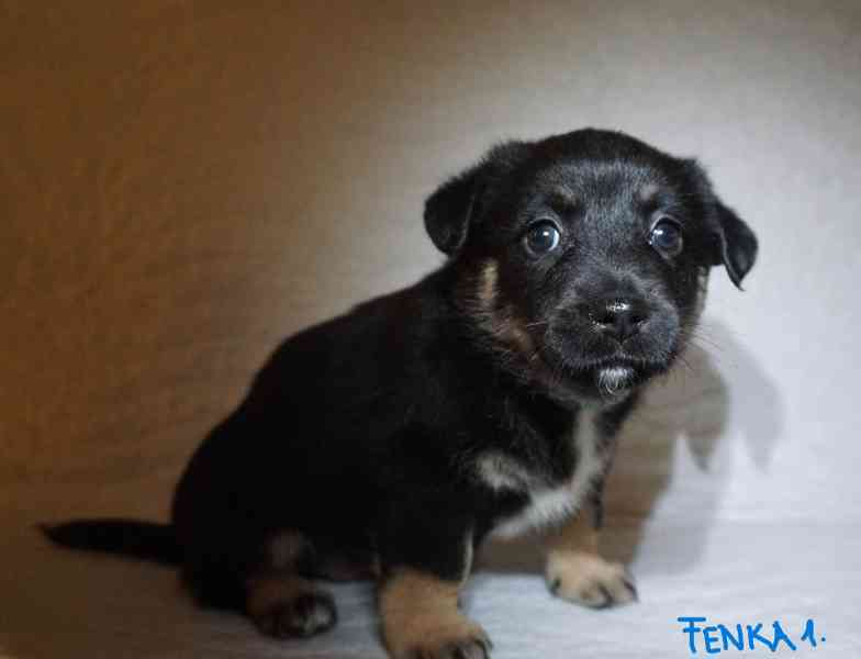 Štěňata s PP - plemene MEDI - foto 2