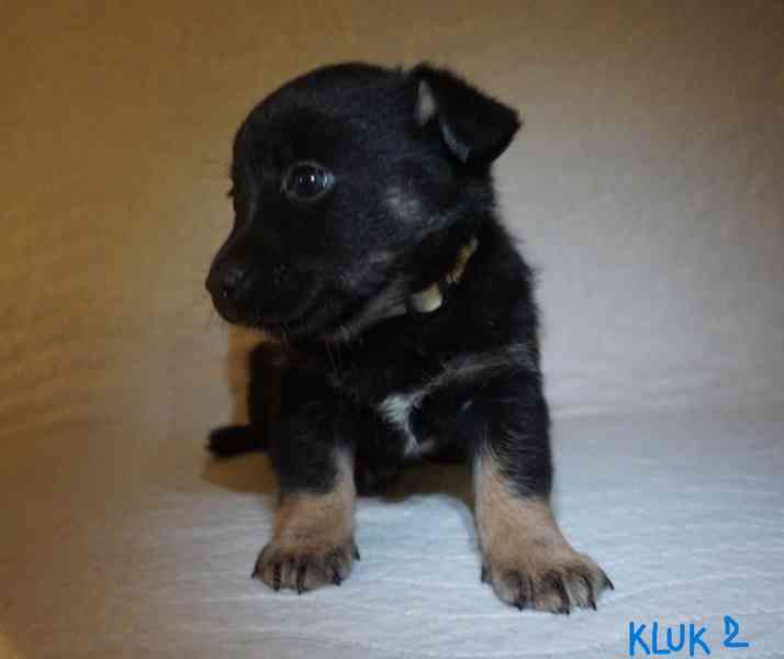 Štěňata s PP - plemene MEDI - foto 10