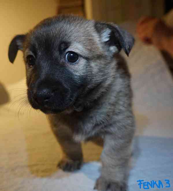 Štěňata s PP - plemene MEDI - foto 5