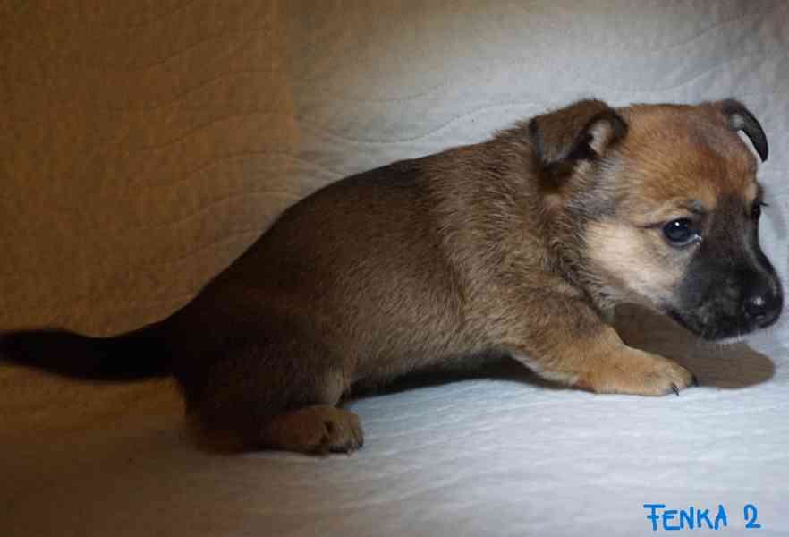 Štěňata s PP - plemene MEDI - foto 4