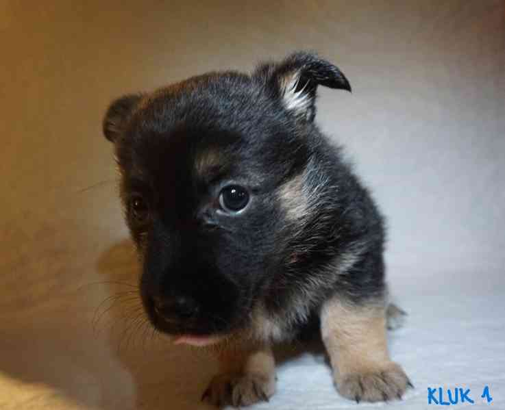 Štěňata s PP - plemene MEDI - foto 7