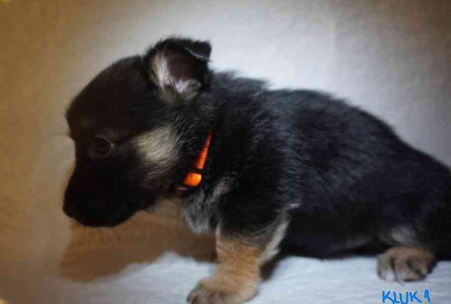 Štěňata s PP - plemene MEDI - foto 8