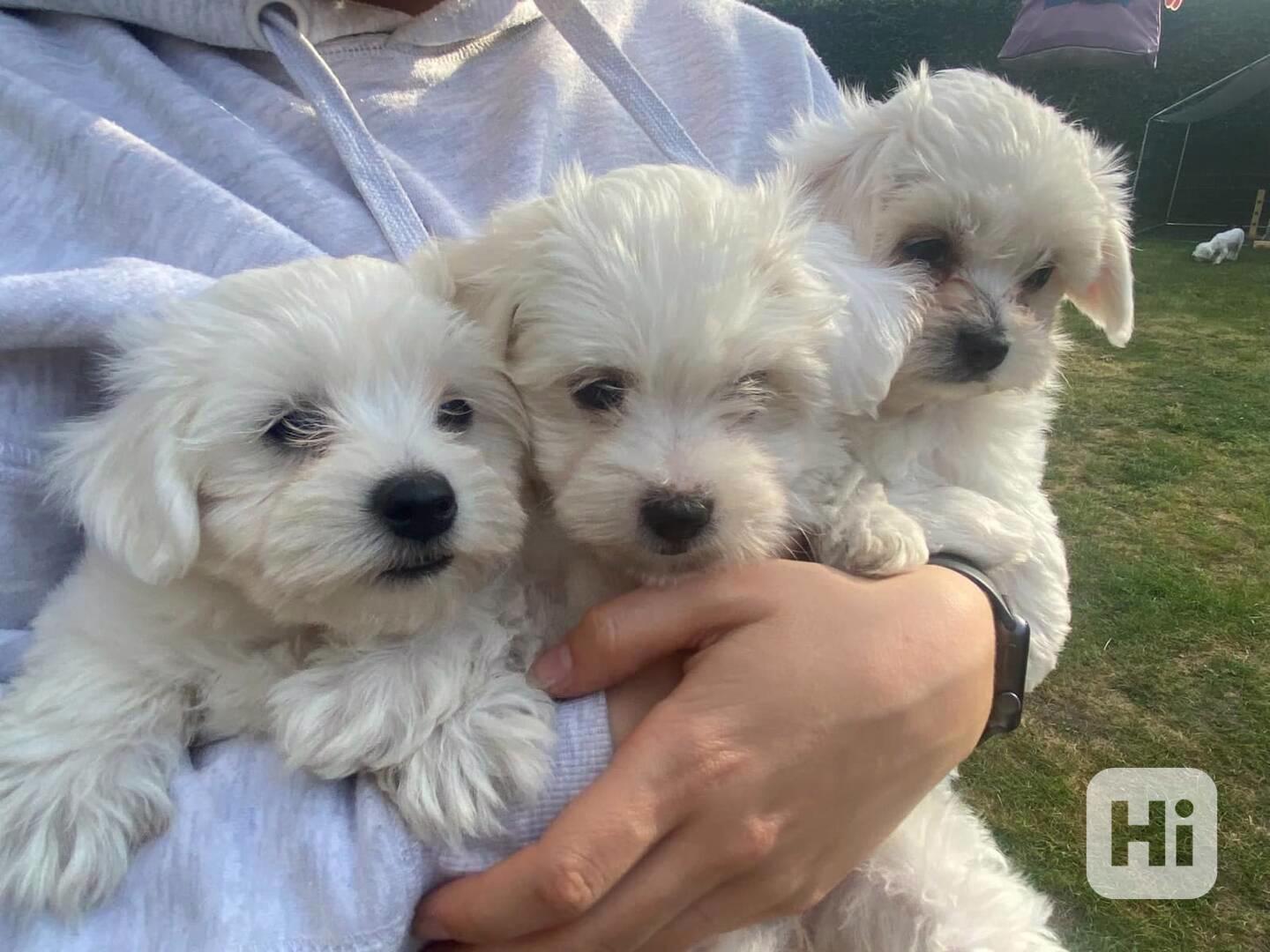 Super malá mini štěňátka maltézského štěňátka k dispozici s  - foto 1