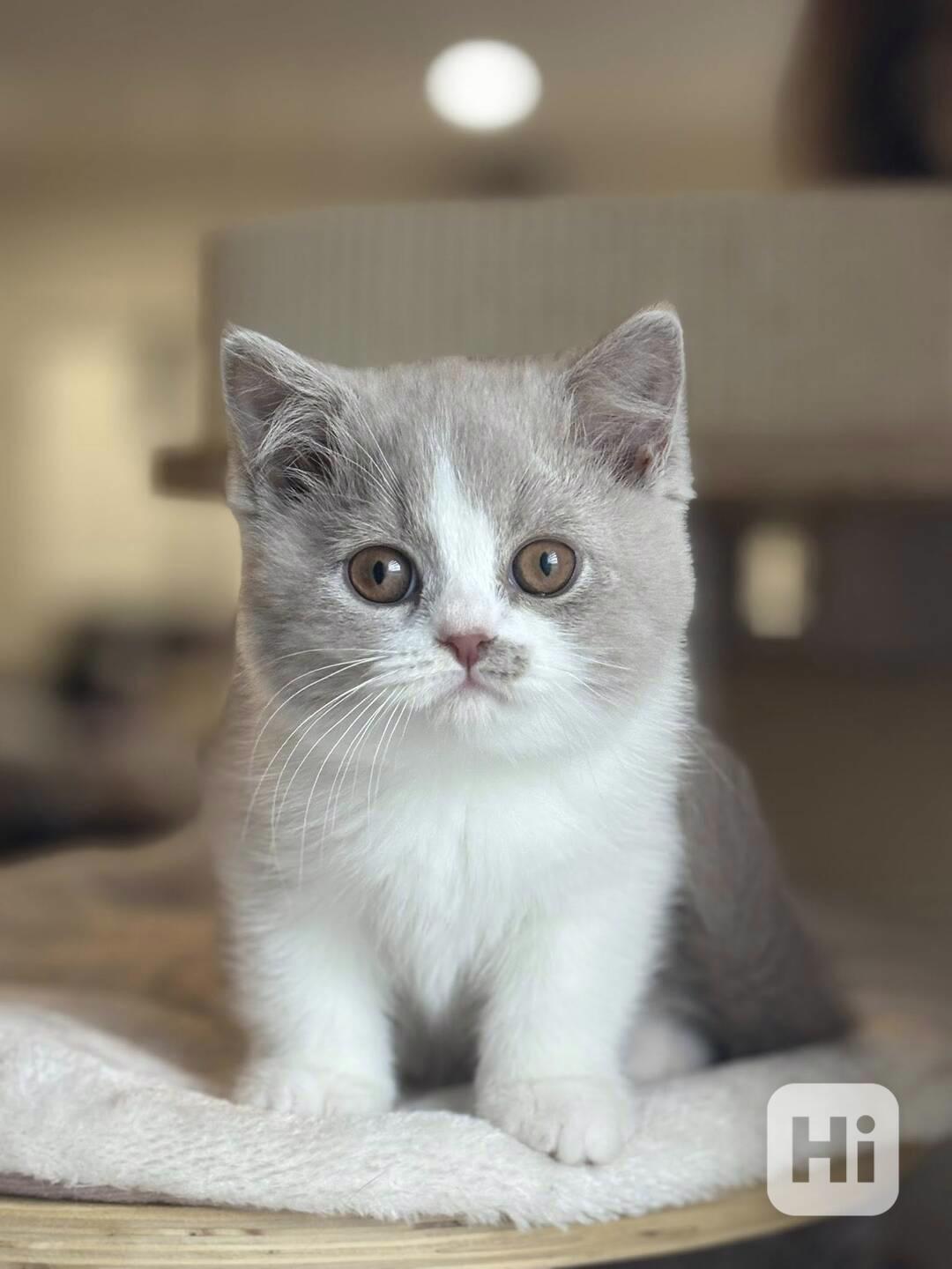 Úžasná britská krátkosrstá koťátka k adopci zdarma - foto 1