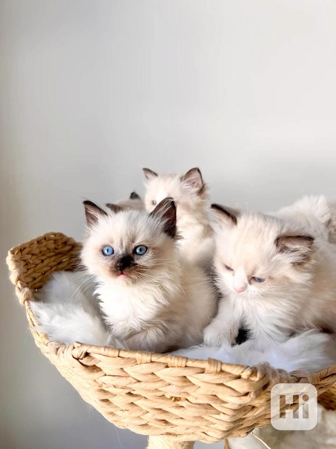 Zdarma ragdoll kotě k adopci hned teď   - foto 1